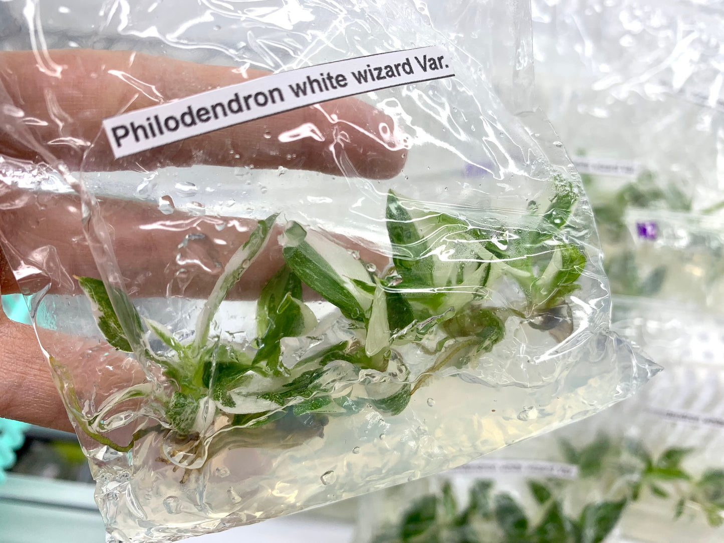 Philodendron White wizard Var.| 1 bag (5 plants per bag) Tissue Culture