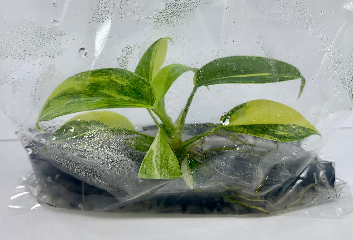 Philodendron Florida Beauty Var.| (1 plant per bag) Tissue Culture