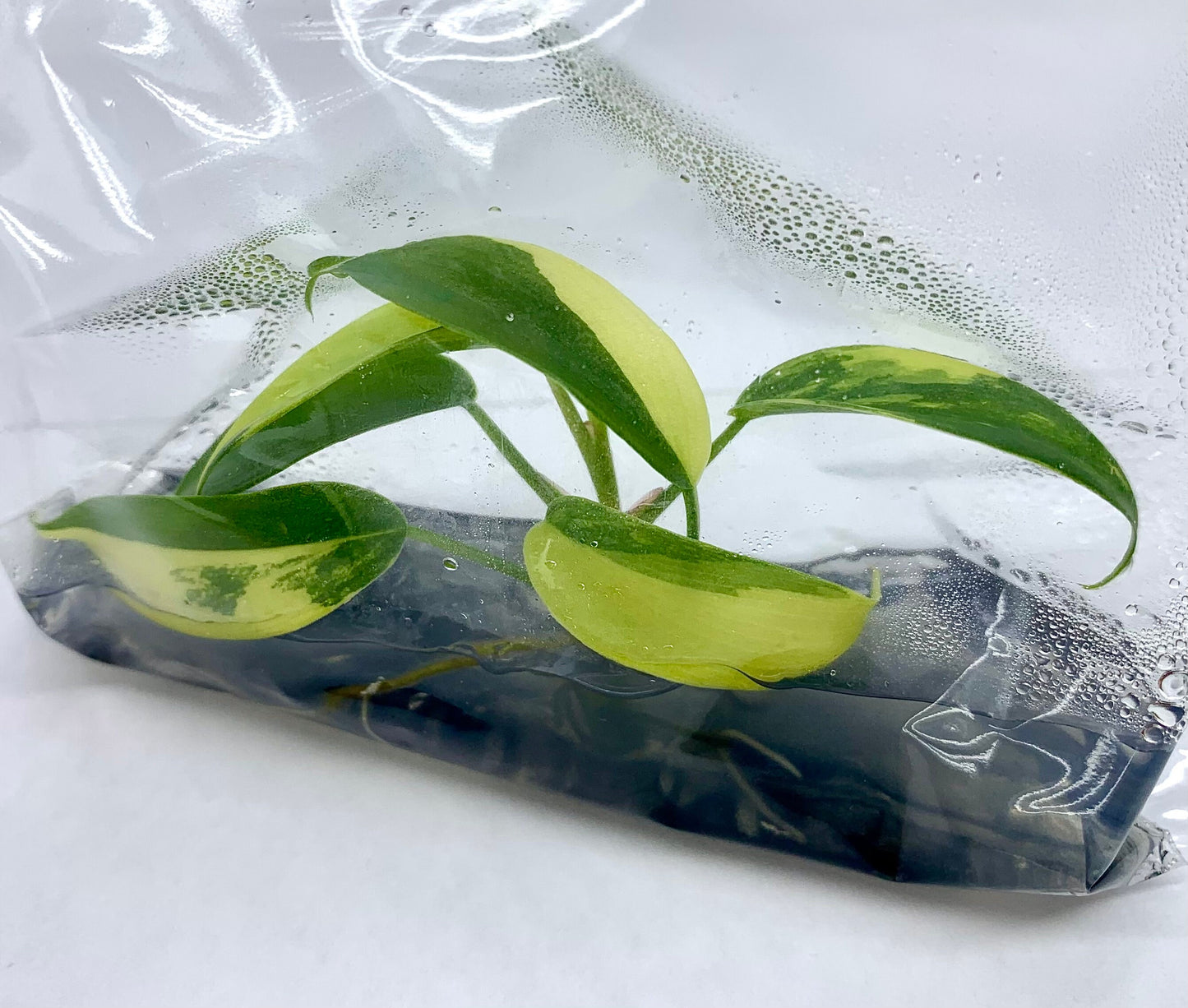 Philodendron Florida Beauty Var.| (1 plant per bag) Tissue Culture