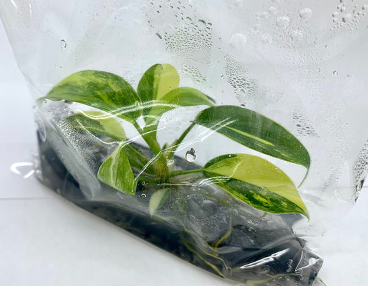 Philodendron Florida Beauty Var.| (1 plant per bag) Tissue Culture