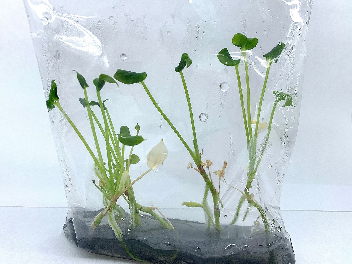 Anthurium Brownii 1 bag | (5 plants per bag) Tissue Culture