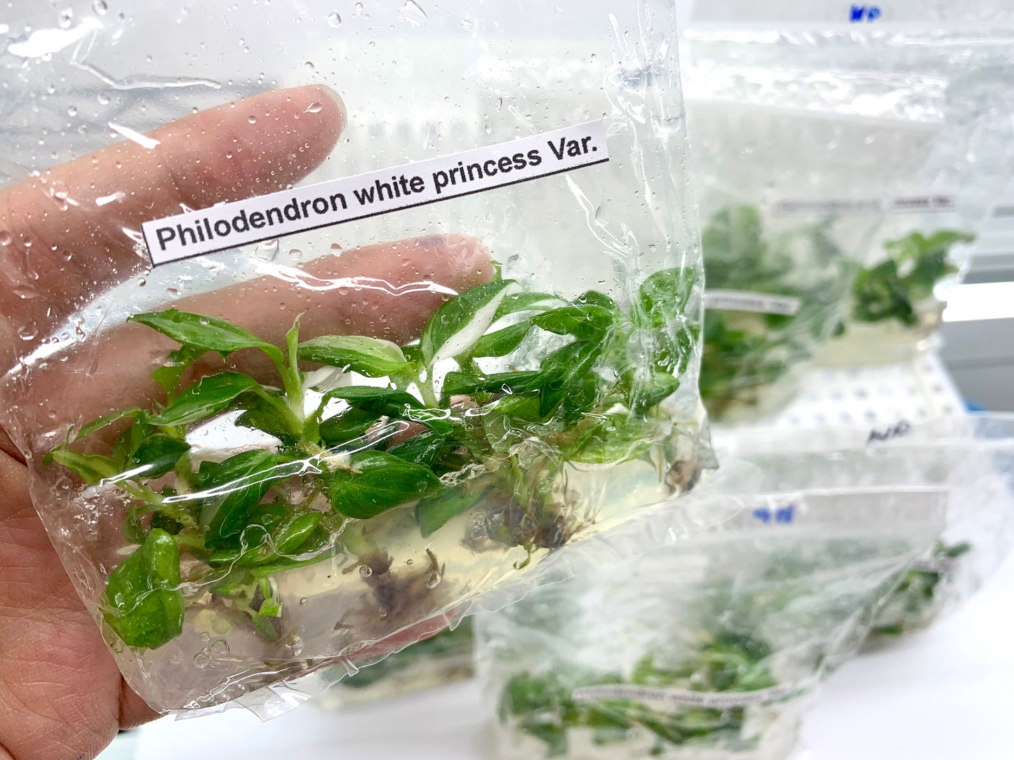 Philodendron White  princess Var.| 1 bag (5 plants per bag) Tissue Culture