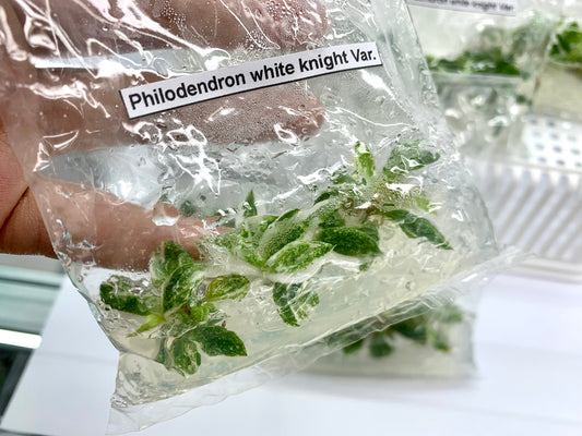 Philodendron White knight Var.| 1 bag (5 plants per bag) Tissue Culture