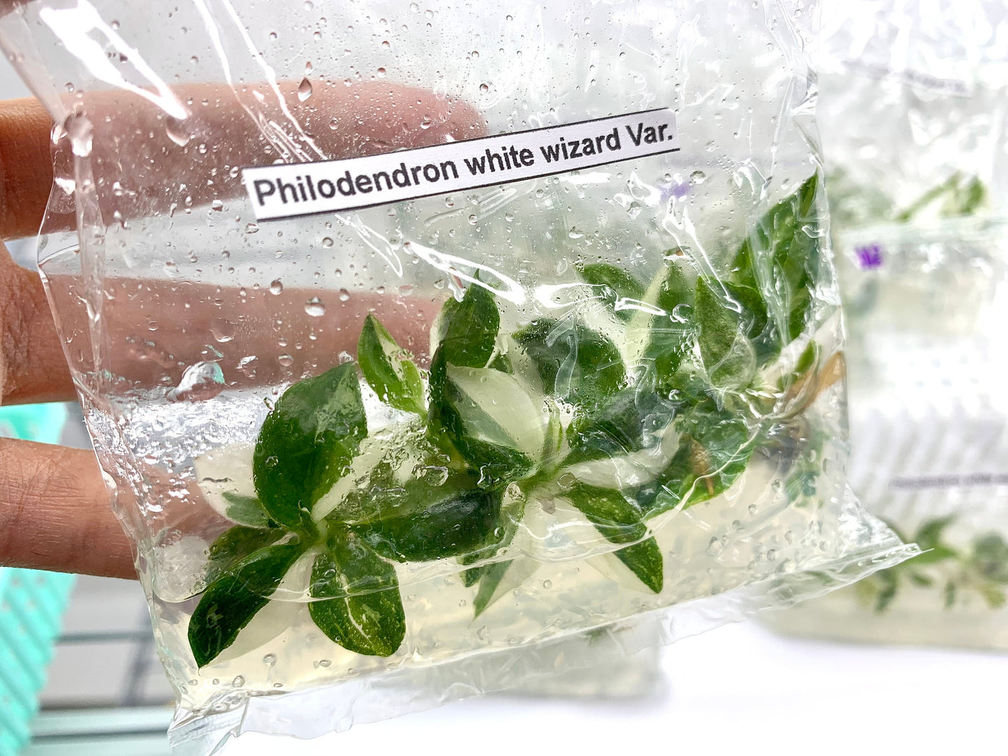 Philodendron White wizard Var.| 1 bag (5 plants per bag) Tissue Culture