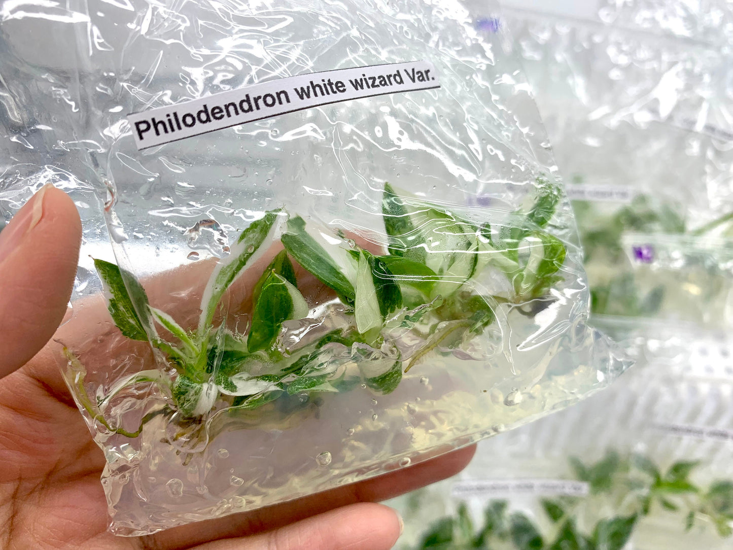 Philodendron White wizard Var.| 1 bag (5 plants per bag) Tissue Culture