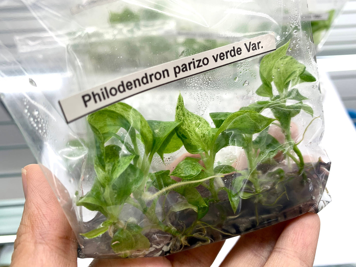 Philodendron Parizo verde Var.| 1 bag (5 plants per bag) Tissue Culture