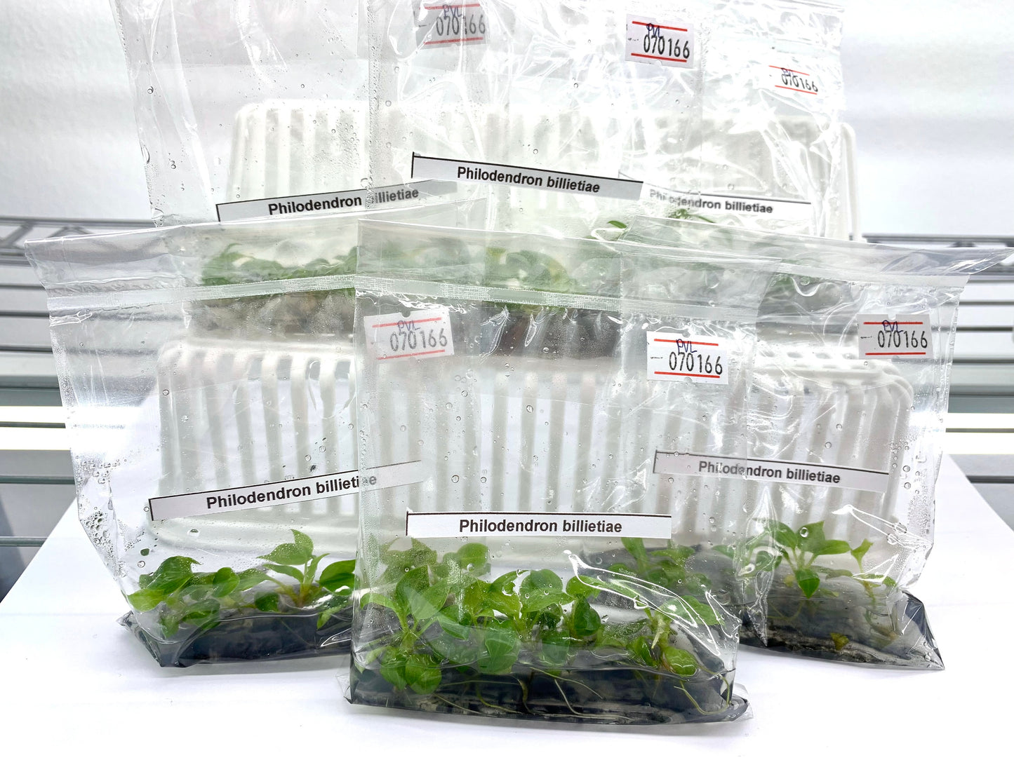 Philodendron Billietiae | 1 bag (5 plants per bag) Tissue Culture