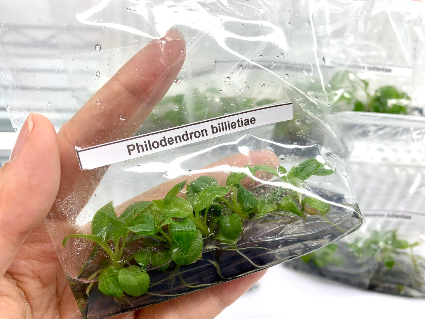 Philodendron Billietiae | 1 bag (5 plants per bag) Tissue Culture