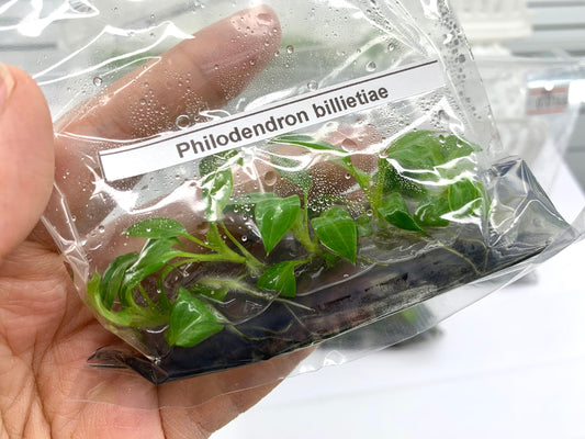 Philodendron Billietiae | 1 bag (5 plants per bag) Tissue Culture