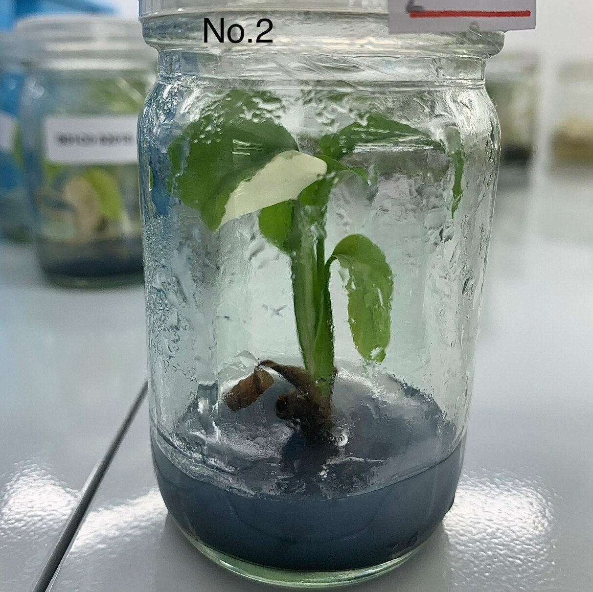 Monstera Albo Variegated | 1 flasks (1 plants per flasks) Tissue Culture