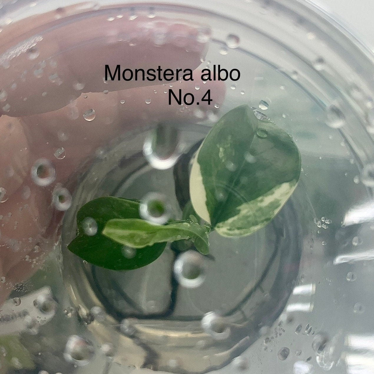 Monstera Albo Variegated | 1 flasks (1 plants per flasks) Tissue Culture