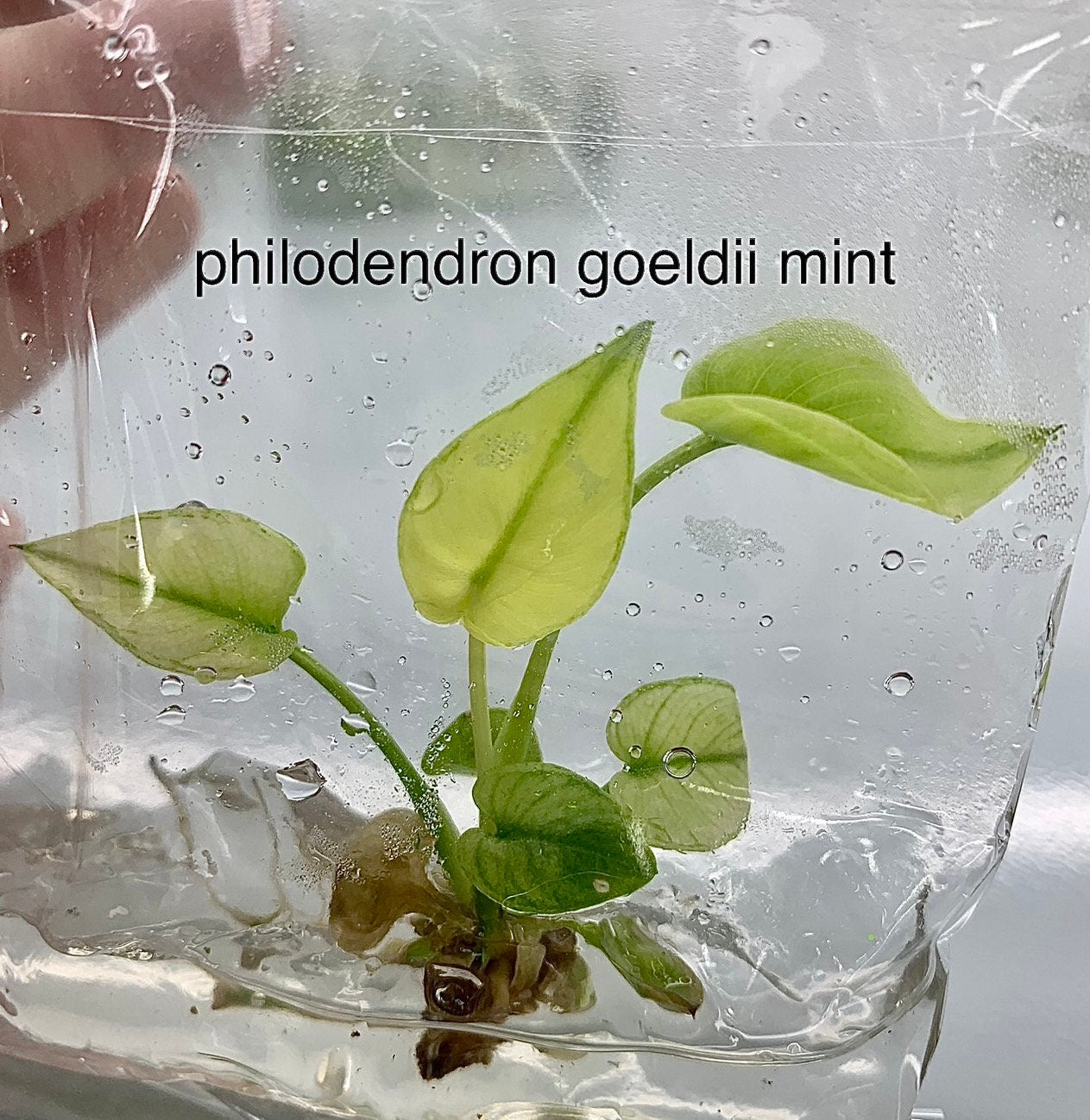 Philodendron Goeldii Mint | 1 plant per bag Tissue Culture