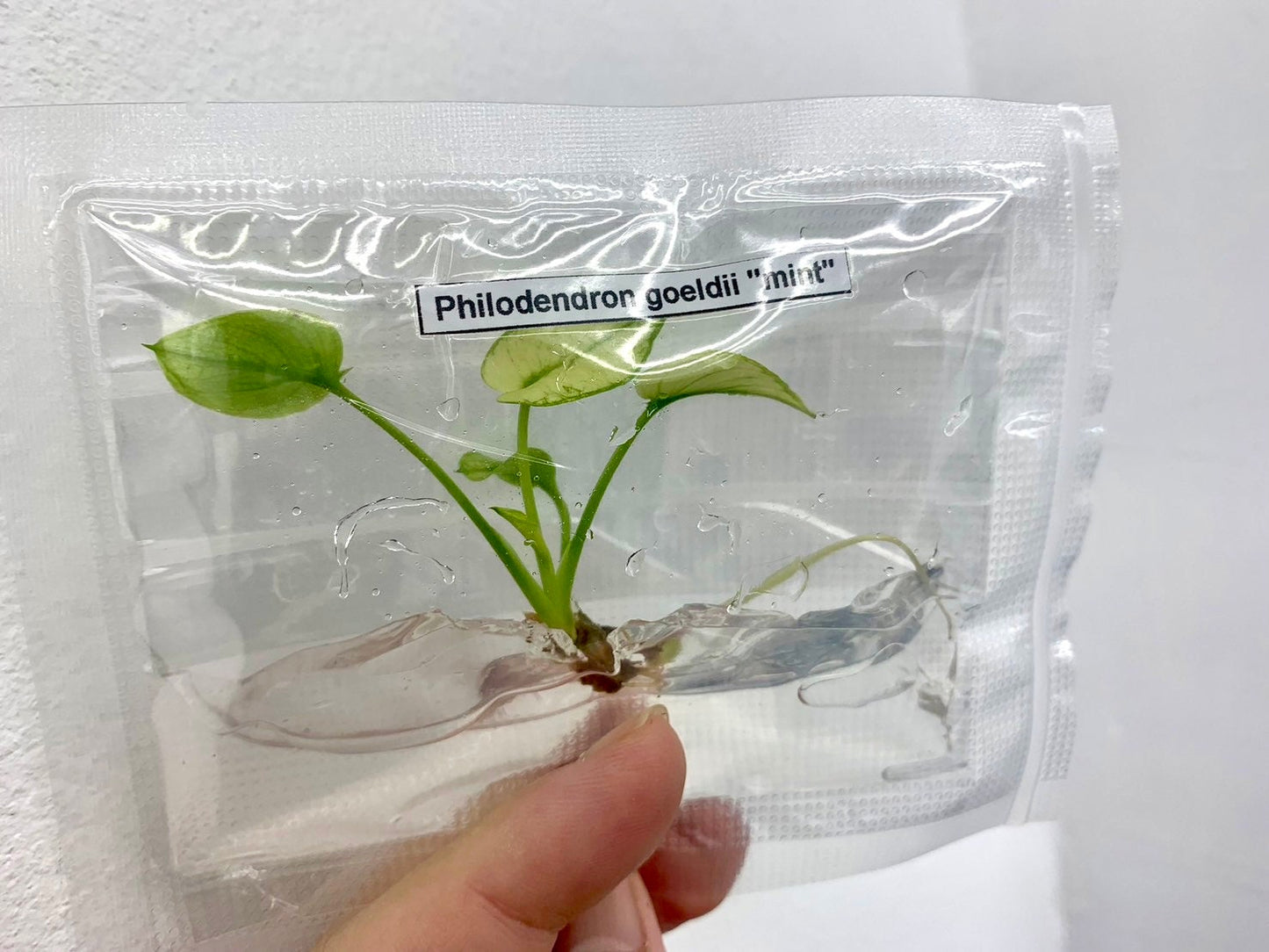 Philodendron Goeldii Mint | 1 plant per bag Tissue Culture