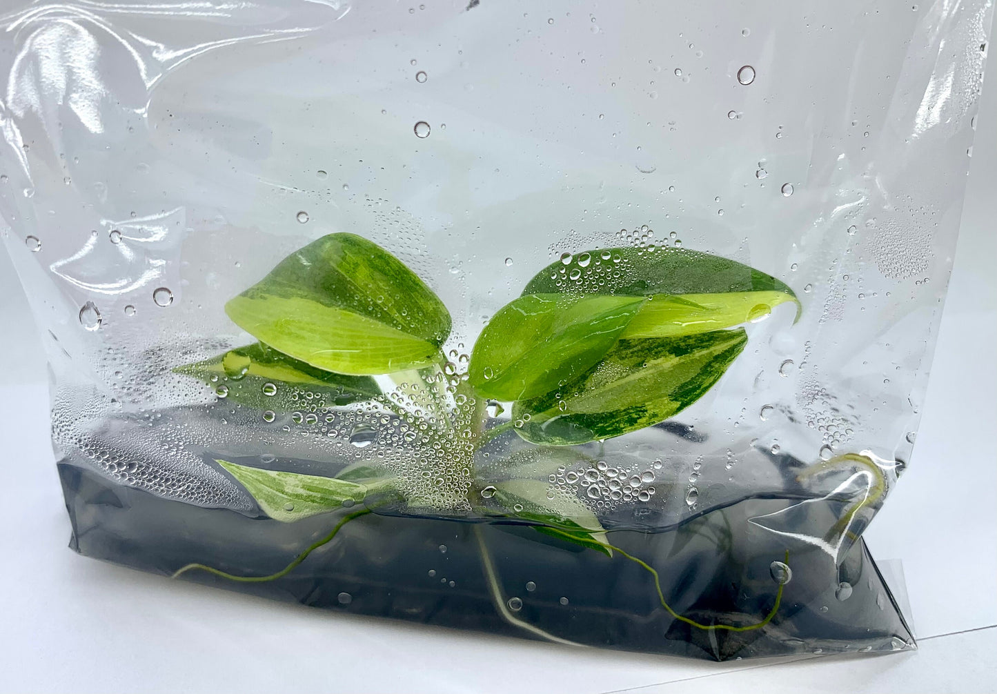 Philodendron Florida Beauty Var.| (1 plant per bag) Tissue Culture