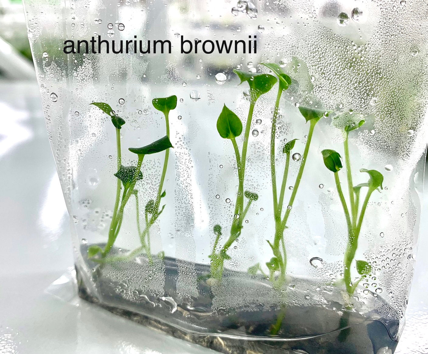 Anthurium Brownii 1 bag | (5 plants per bag) Tissue Culture