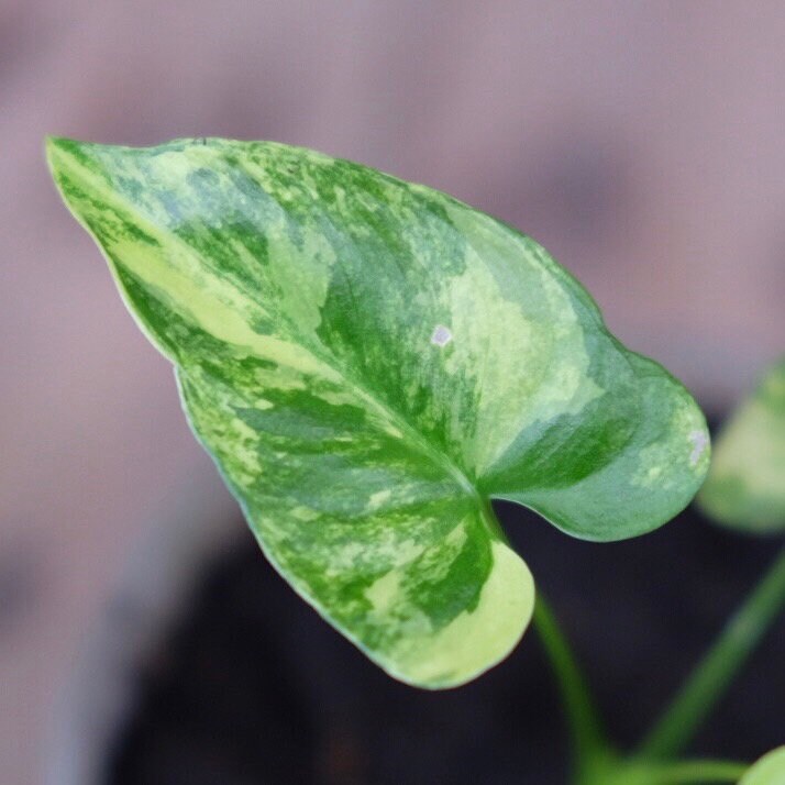 Philodendron goeldii variegated | 1 plant per bag | tissue culture