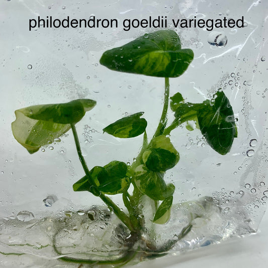 Philodendron goeldii variegated | 1 plant per bag | tissue culture