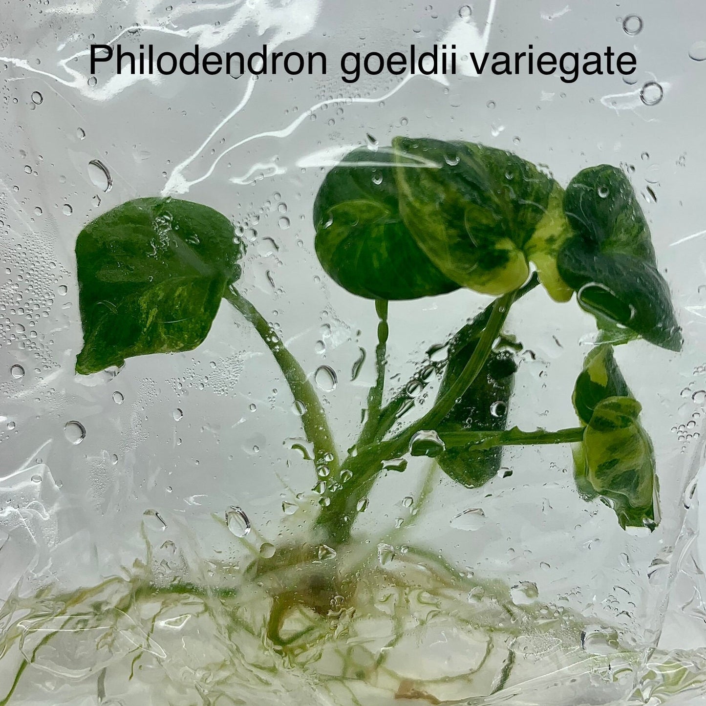 Philodendron goeldii variegated | 1 plant per bag | tissue culture