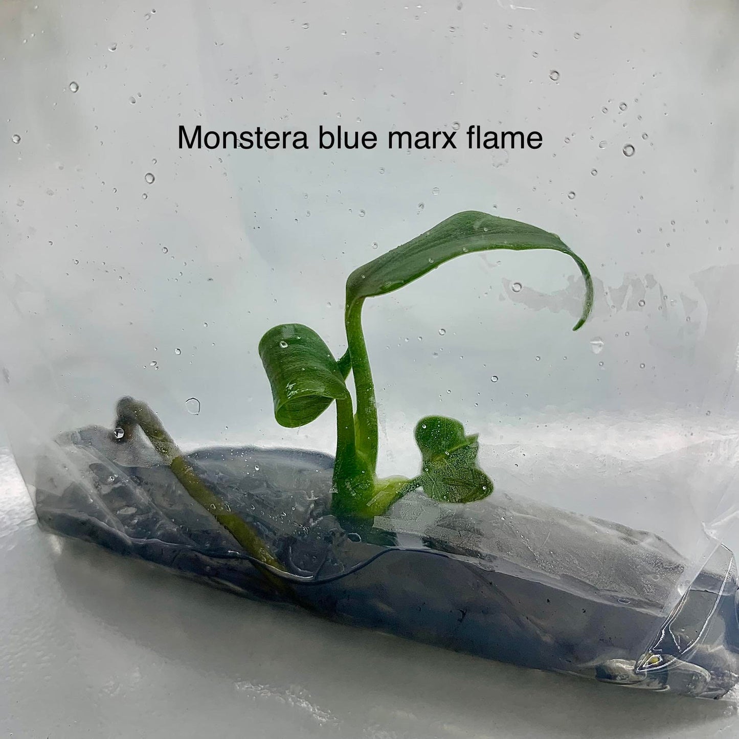 Monstera blue marx flame | 1 plant per bag | Tissue Culture