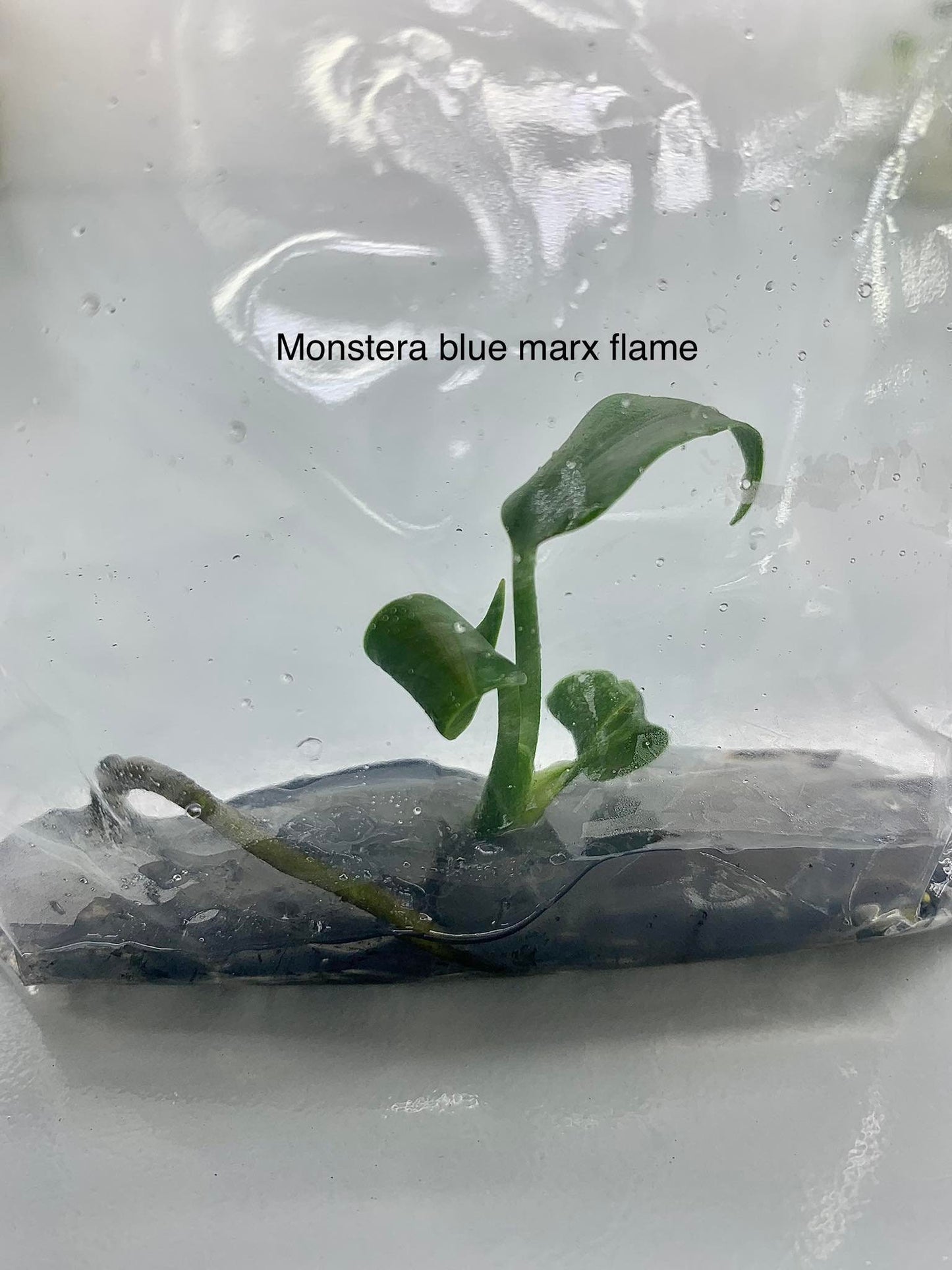 Monstera blue marx flame | 1 plant per bag | Tissue Culture