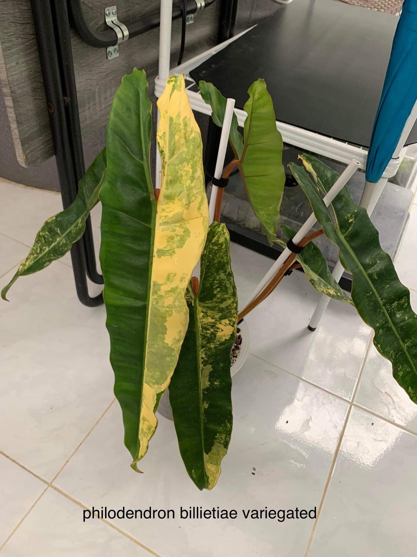 Philodendron Billietiae Variegated | 1 plant per bag Tissue Culture