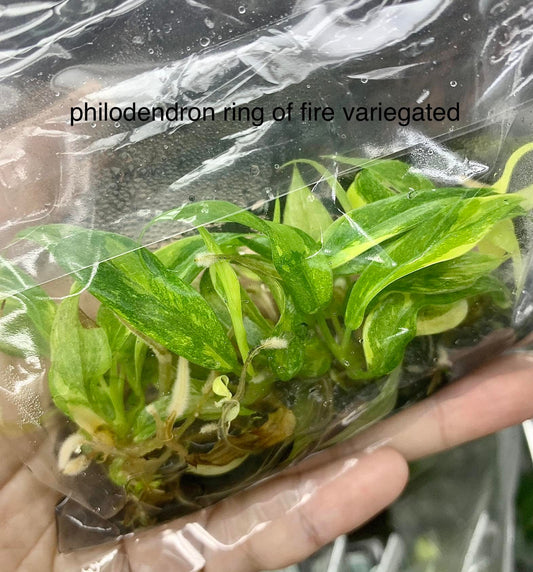 Philodendron ring of five Variegated | 1 bag (5 plants per bag) Tissue Culture