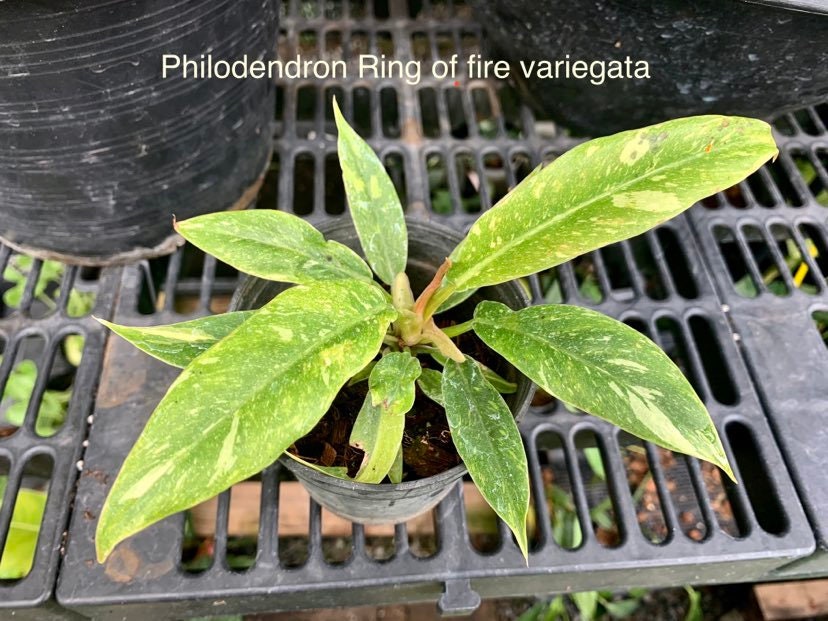 Philodendron ring of five Variegated | 1 bag (5 plants per bag) Tissue Culture