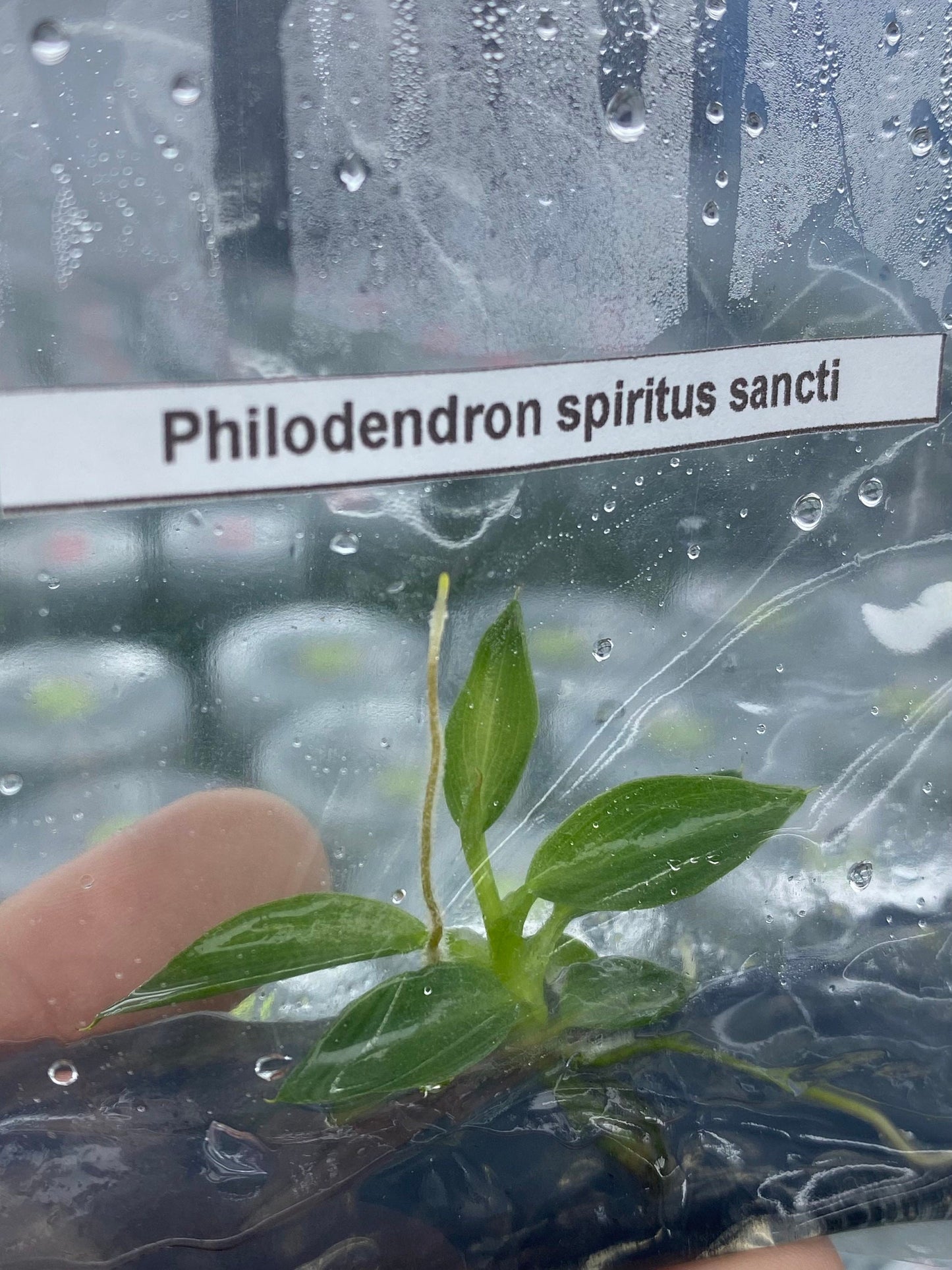 Philodendron spiritus sancti | 1 bag (1 plant per bag) Tissue Culture