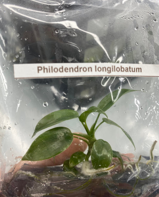 Philodendron longilobatum | 1 bag (1 plant per bag) Tissue Culture