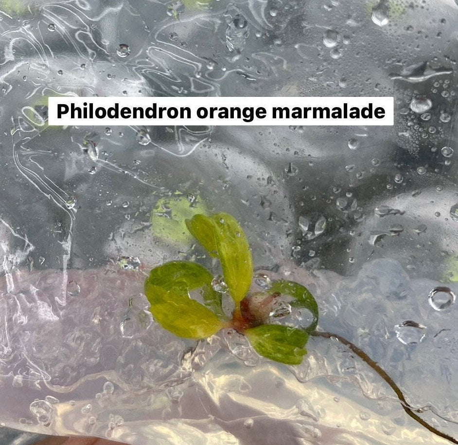 Philodendron orange marmalade variegated | 1 bag (1 plant per bag) Tissue Culture