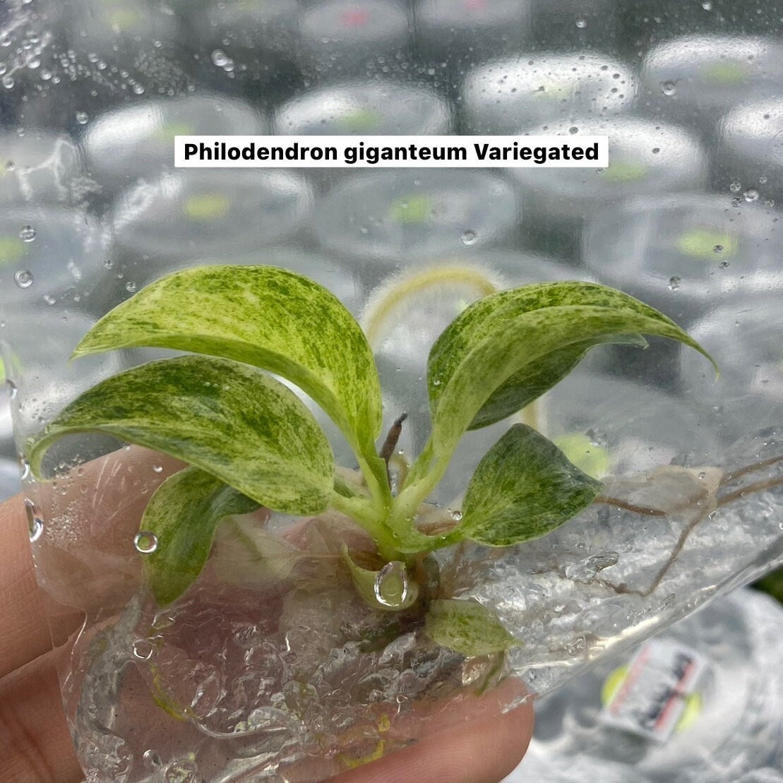 Philodendron giganteum variegated | 1 bag (1 plant per bag) Tissue Culture