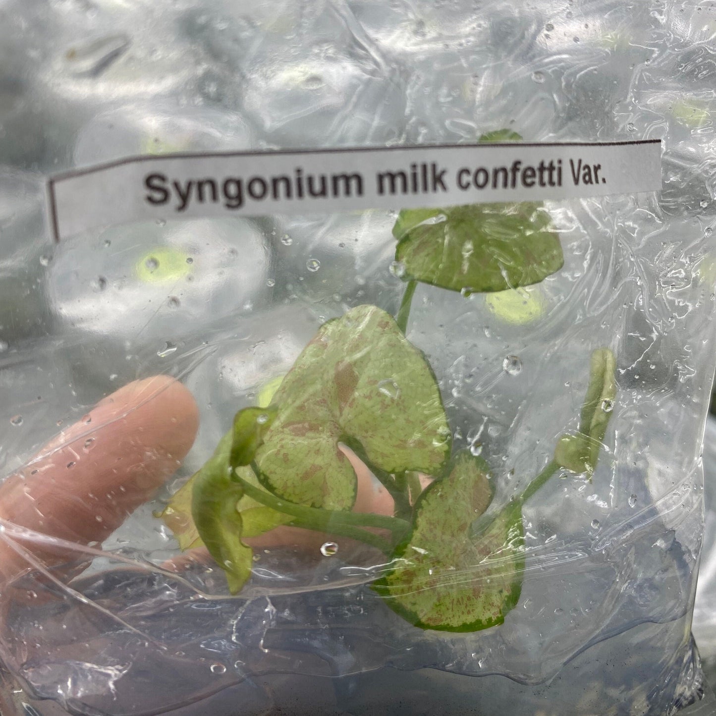 Syngonium milk confetti Variegated | 1 bag (1 plant per bag) Tissue Culture