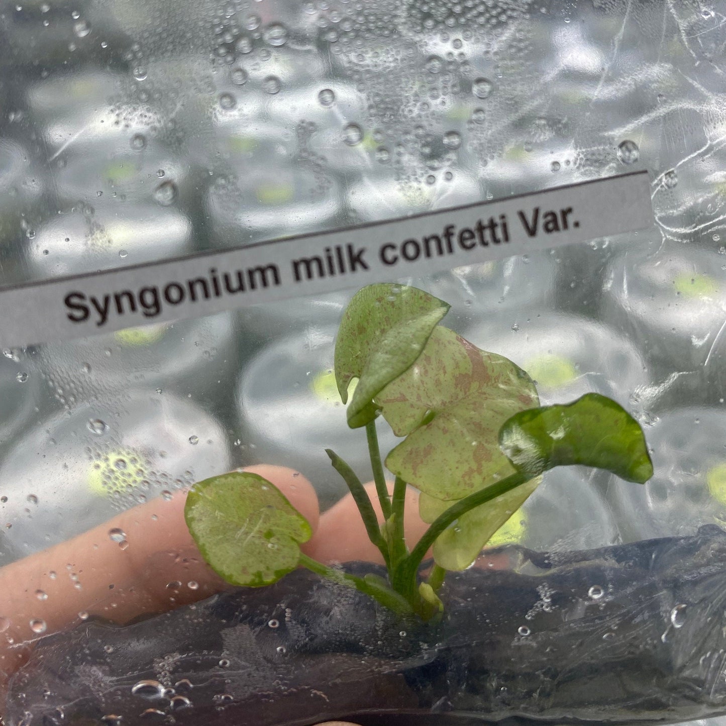 Syngonium milk confetti Variegated | 1 bag (1 plant per bag) Tissue Culture