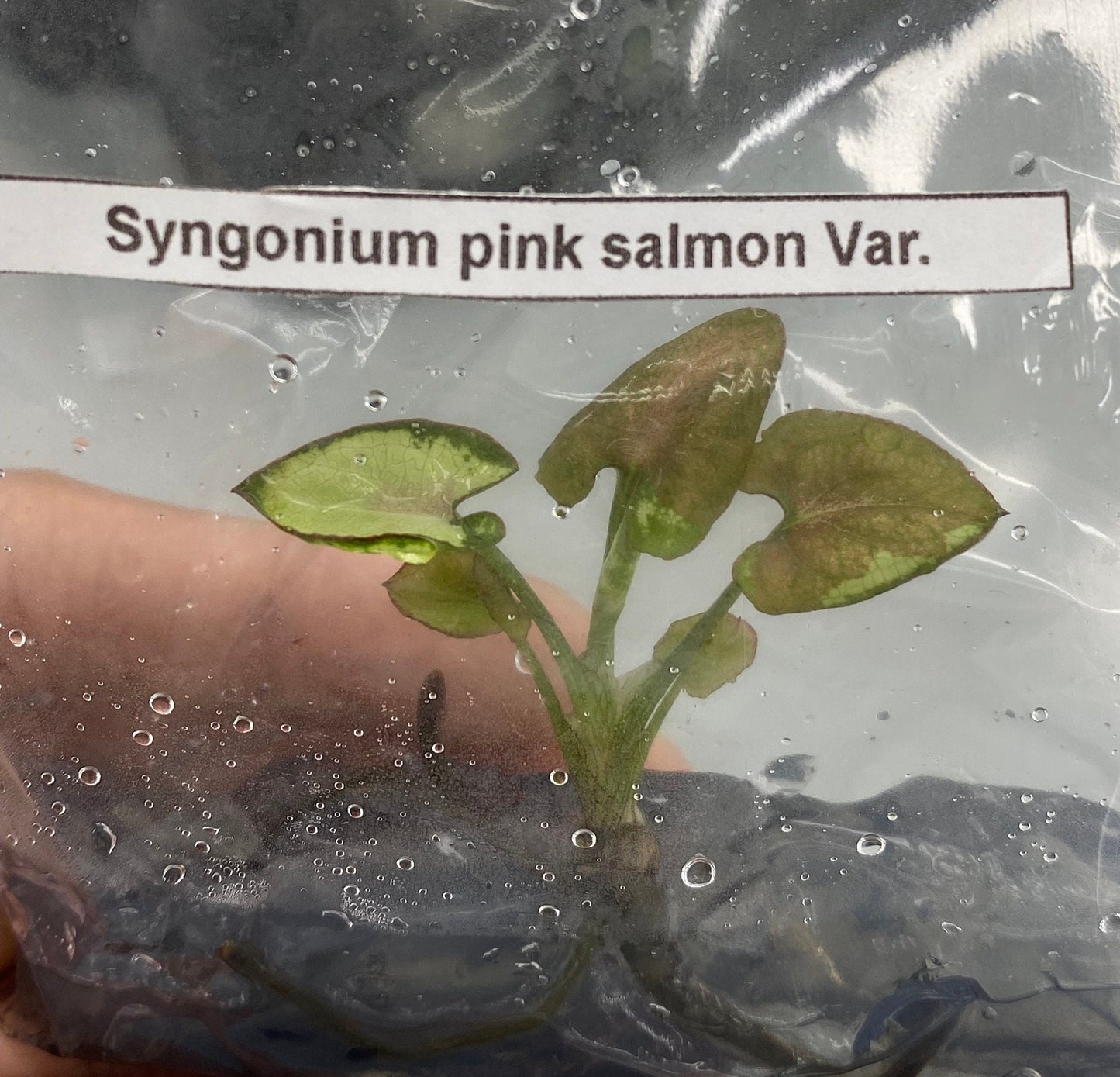 Syngonium Pink Salmon Variegated | 1 bag (1 plant per bag) Tissue Culture