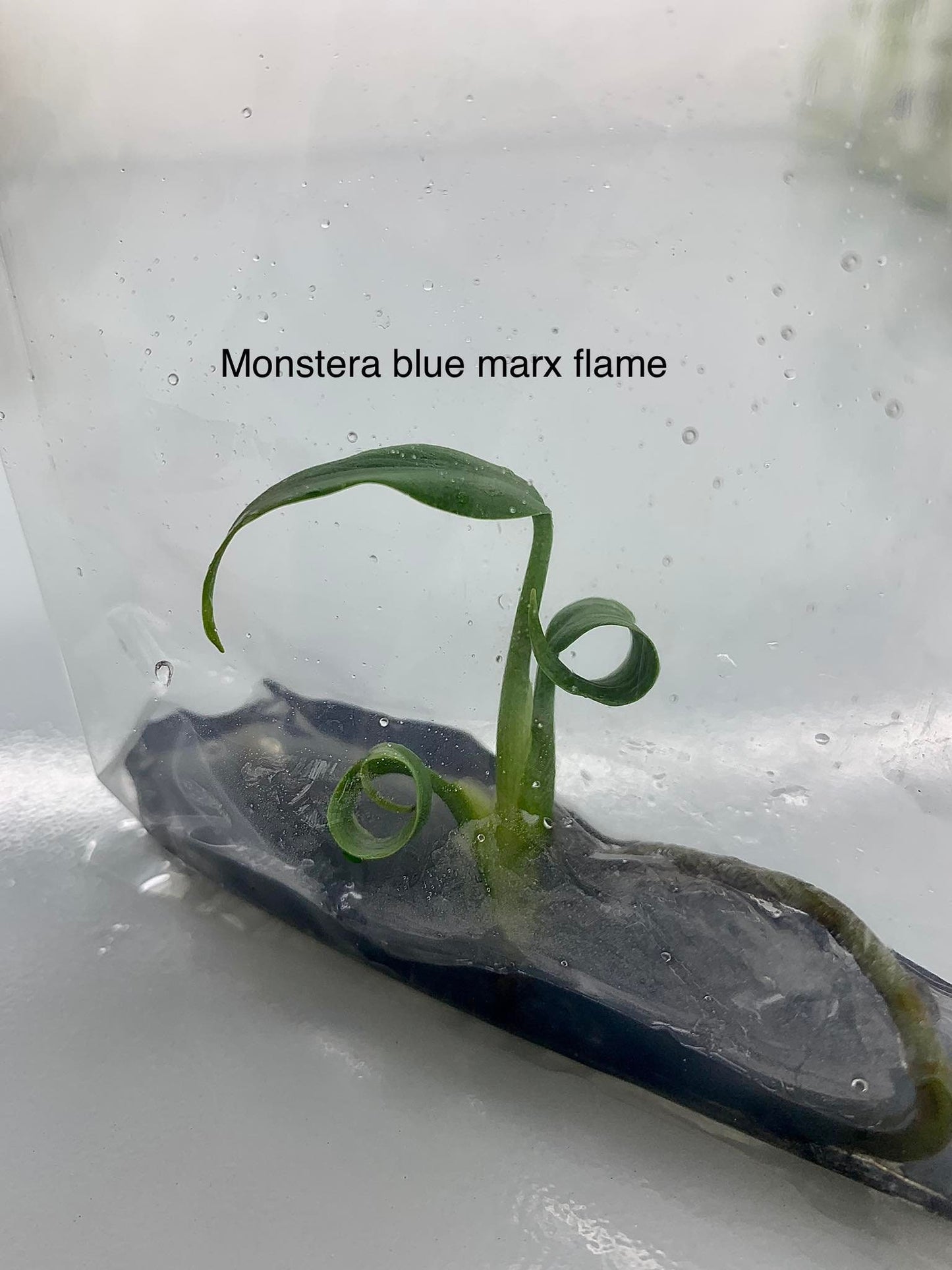 Monstera blue marx flame | 1 plant per bag | Tissue Culture