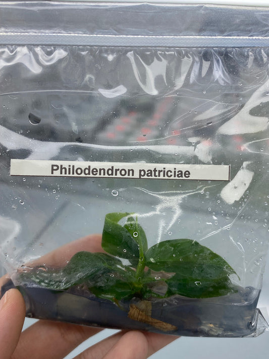 Philodendron patriciae | 1 bag (1 plant per bag) Tissue Culture