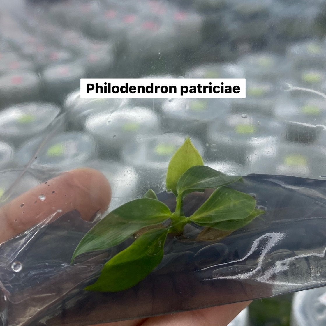 Philodendron patriciae | 1 bag (1 plant per bag) Tissue Culture