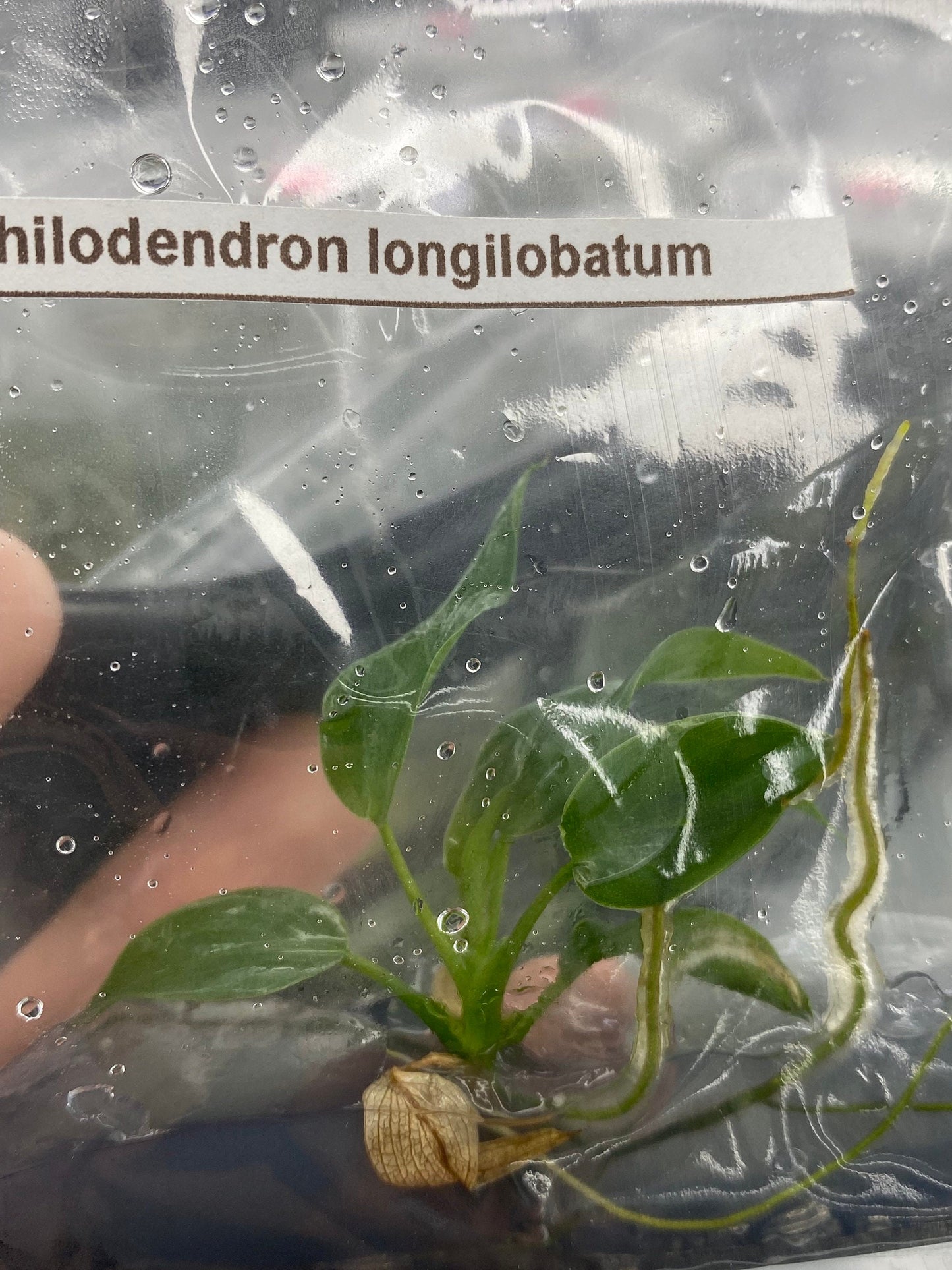 Philodendron longilobatum | 1 bag (1 plant per bag) Tissue Culture