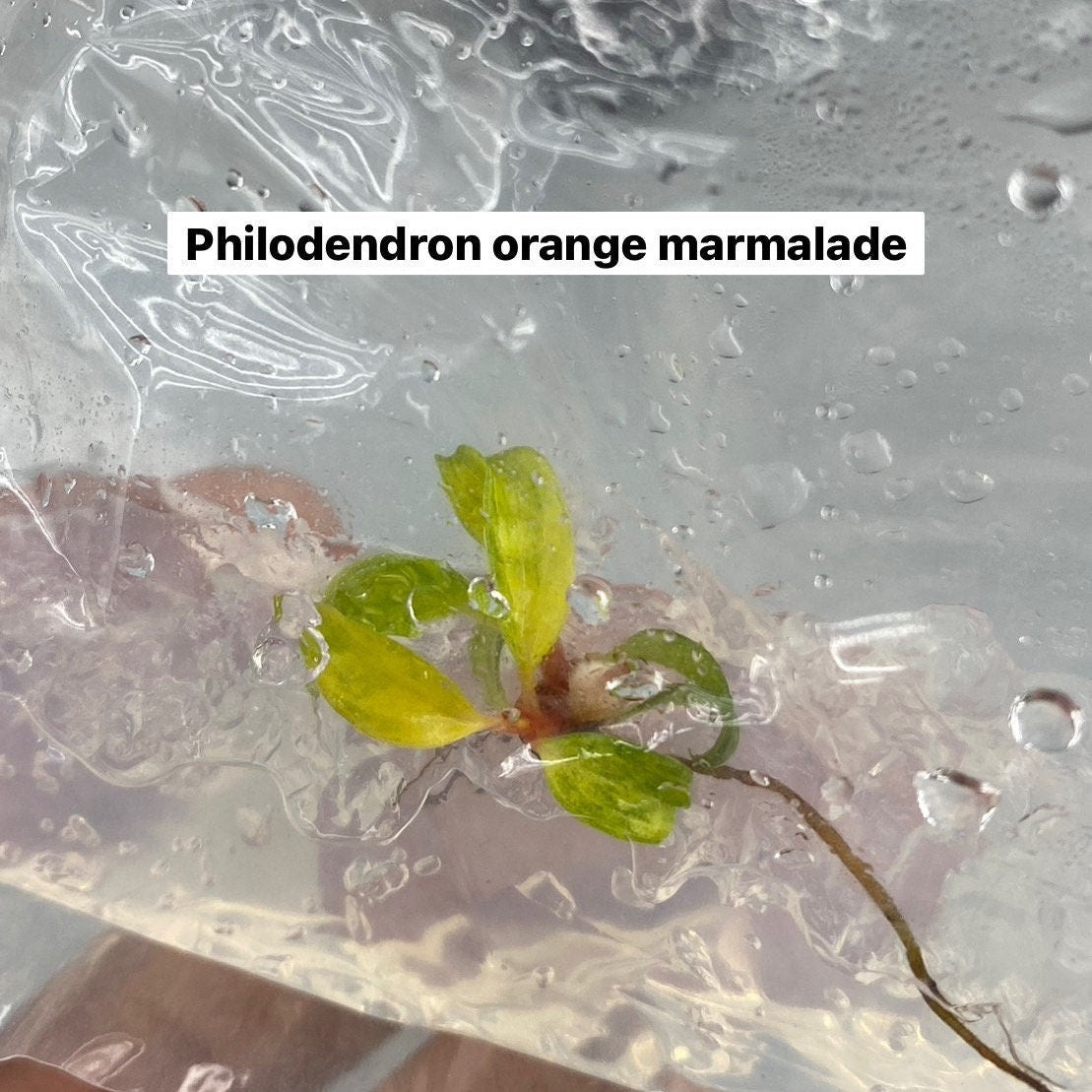 Philodendron orange marmalade variegated | 1 bag (1 plant per bag) Tissue Culture