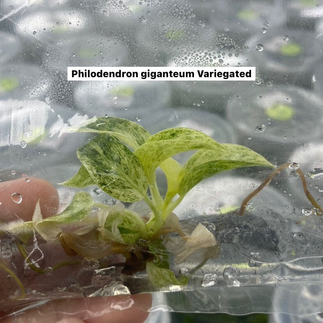 Philodendron giganteum variegated | 1 bag (1 plant per bag) Tissue Culture