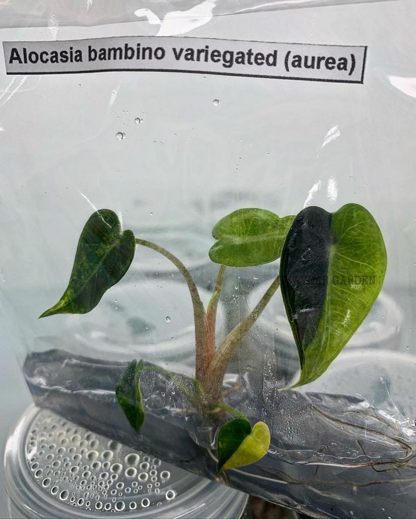 Alocasia Bambio Variegated (Aurea) | 1 bag (1 plant per bag ) Tissue Culture