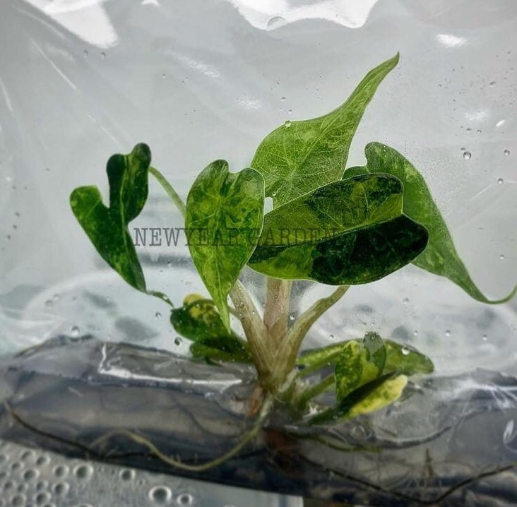 Alocasia Bambio Variegated (Aurea) | 1 bag (1 plant per bag ) Tissue Culture