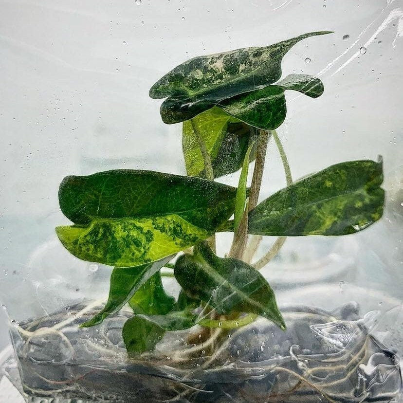 Alocasia Bambio Variegated (Aurea) | 1 bag (1 plant per bag ) Tissue Culture