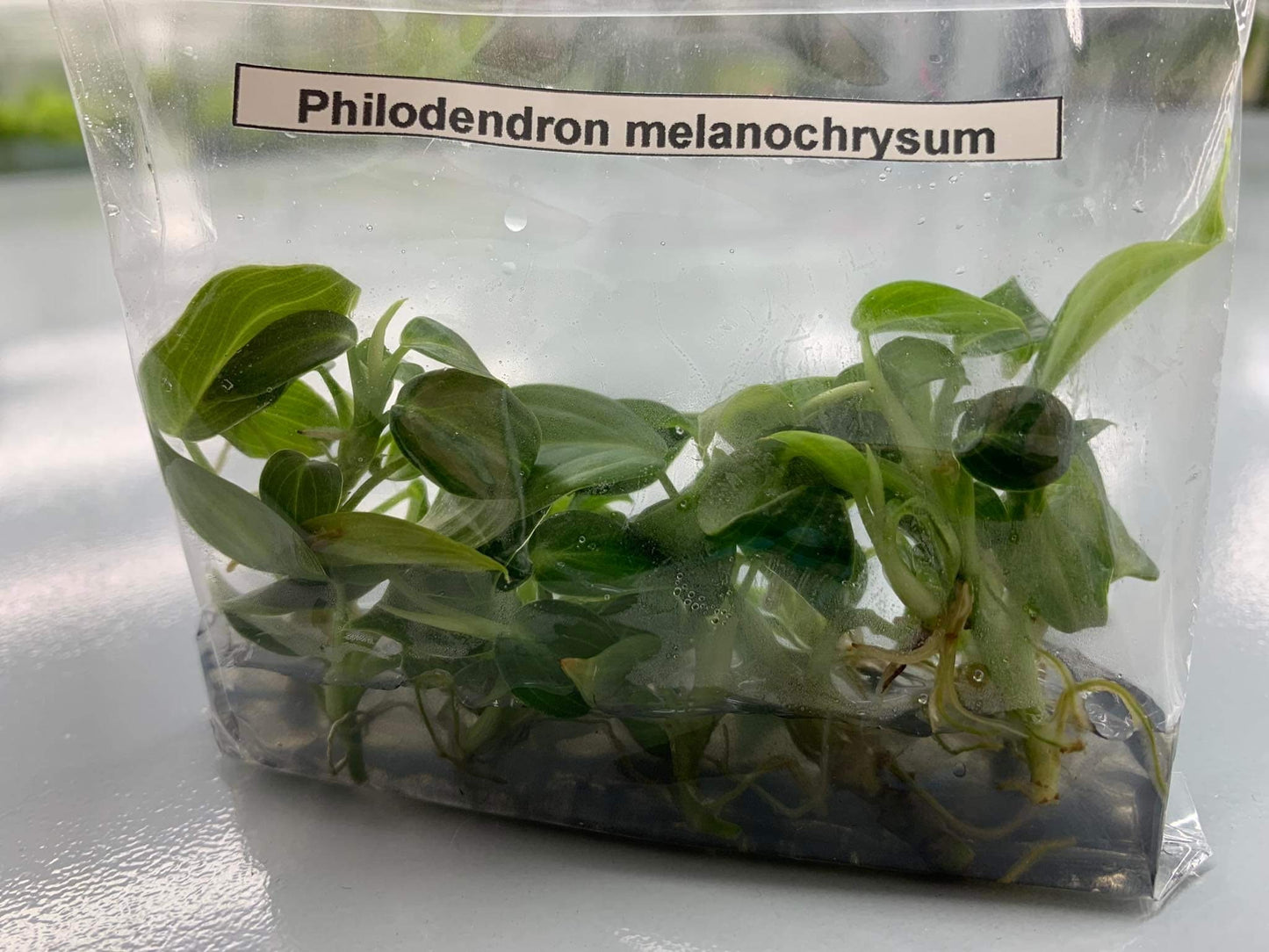 Philodendron melanochrysum (5 plants per bag) Tissue Culture