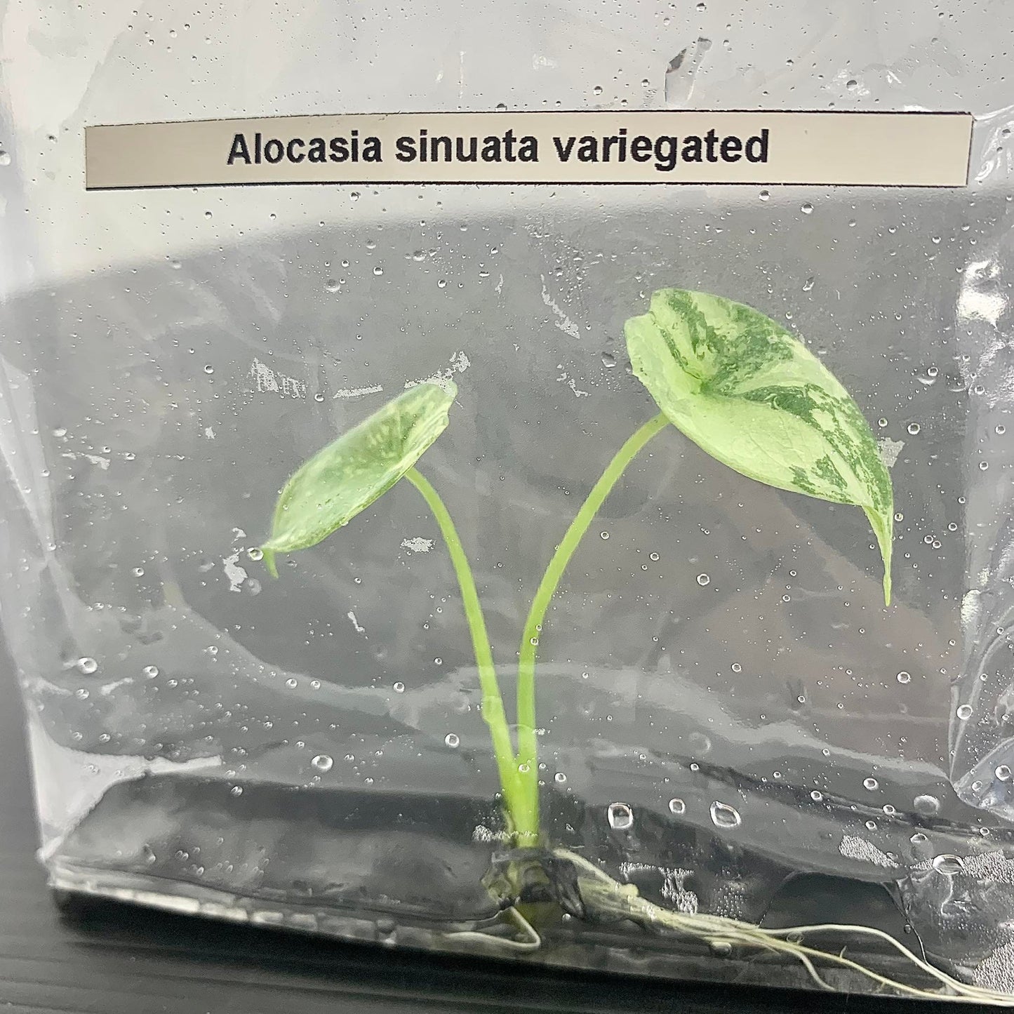 Alocasia sinuata Variegated | 1 bag (1 plant per bag ) Tissue Culture