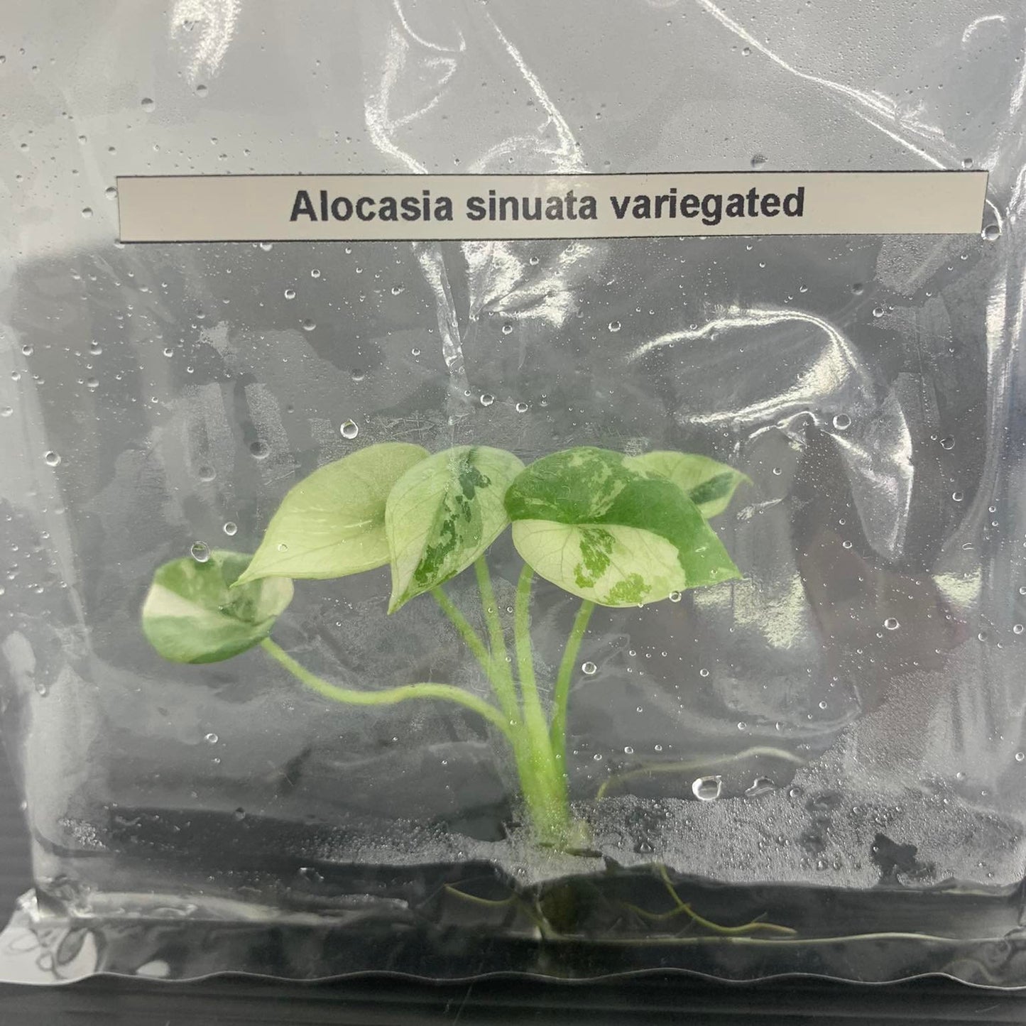 Alocasia sinuata Variegated | 1 bag (1 plant per bag ) Tissue Culture