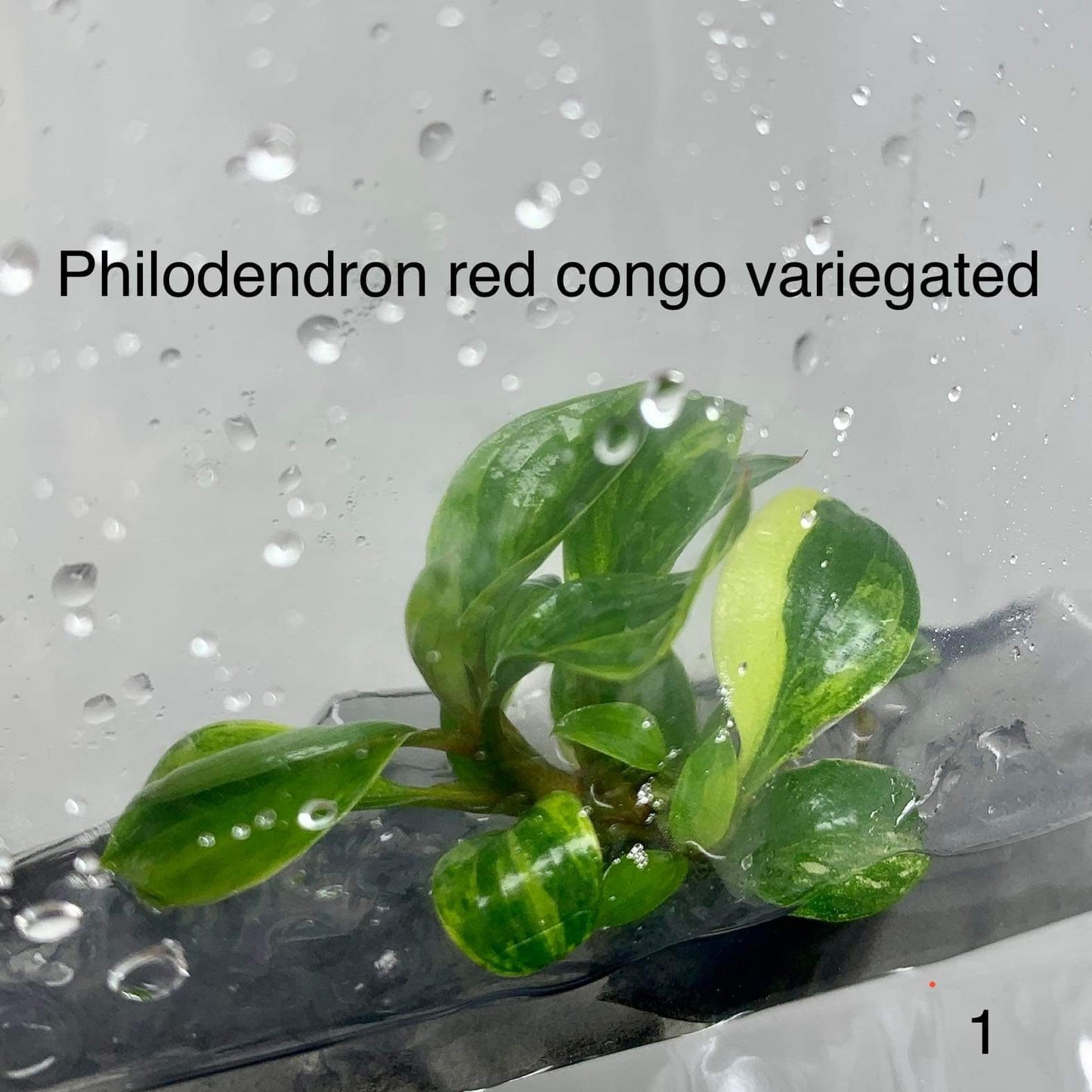 Philodendron Red congo Variegated | 1 plant per bag (Tissue Culture)