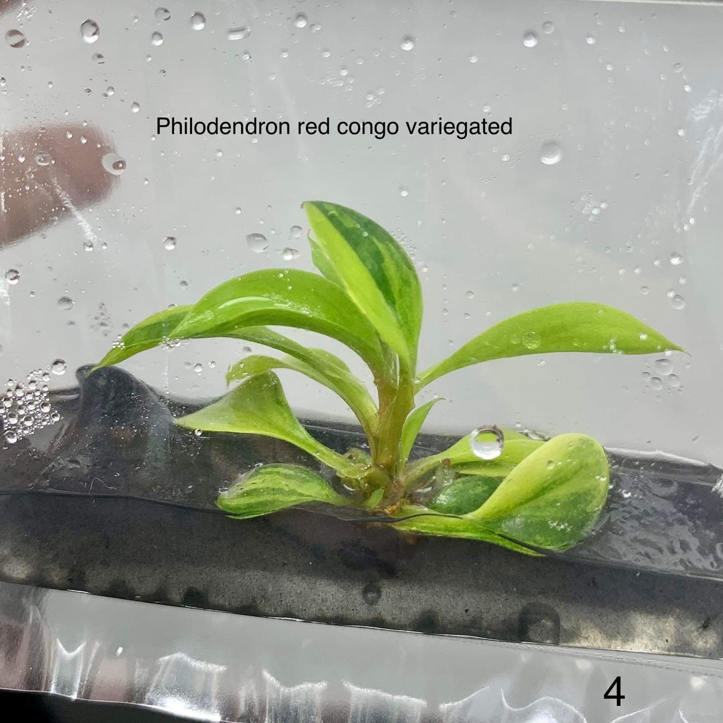 Philodendron Red congo Variegated | 1 plant per bag (Tissue Culture)