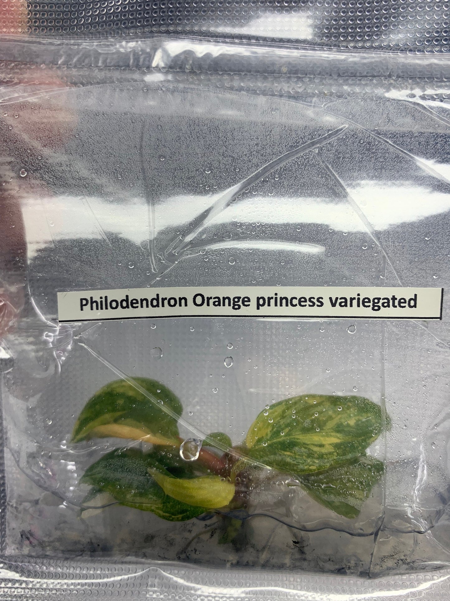 Philodendron Orange  princess Var.| 1 bag (1 plant per bag) Tissue Culture