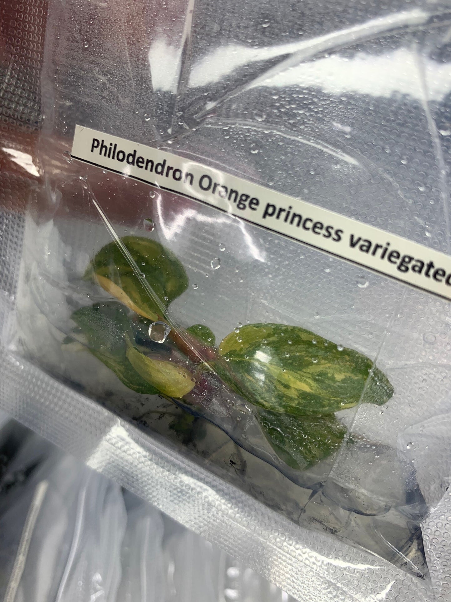 Philodendron Orange  princess Var.| 1 bag (1 plant per bag) Tissue Culture